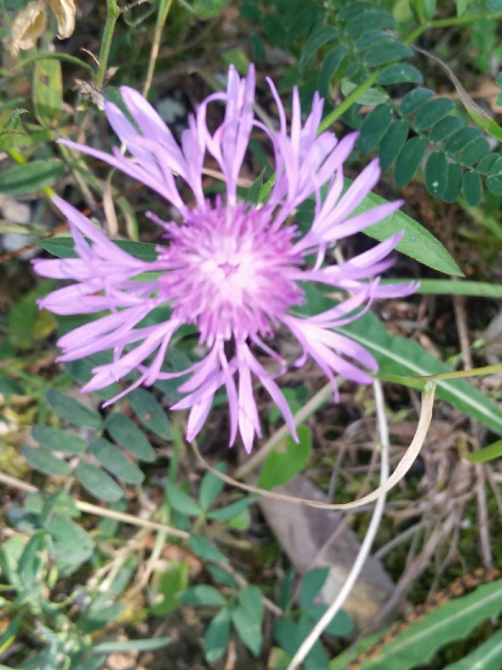 Centaurea jacea?